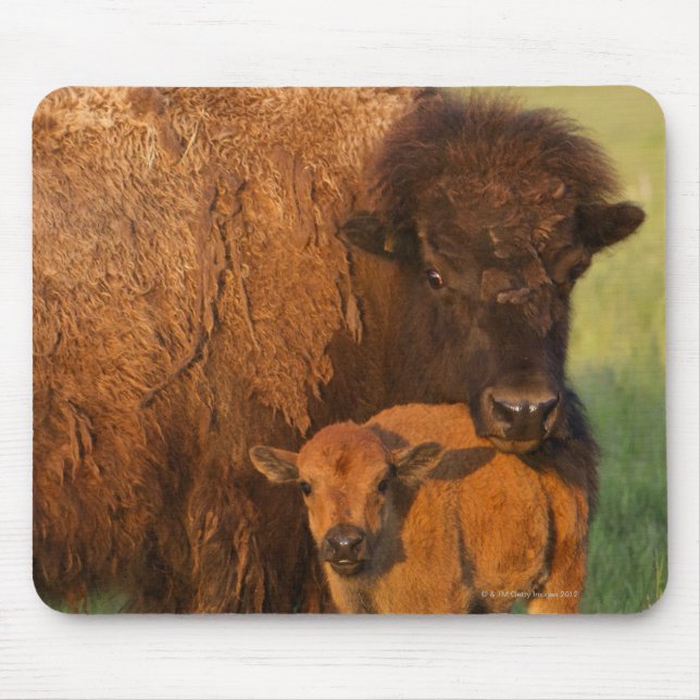 American Bison ko and calf, North Dakota Musmatta (Framsidan)