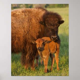 American Bison ko and calf, North Dakota Poster