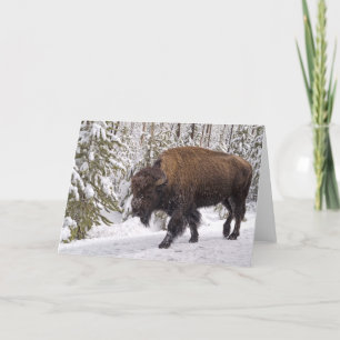 American Bison-kort (Bison bison) Kort