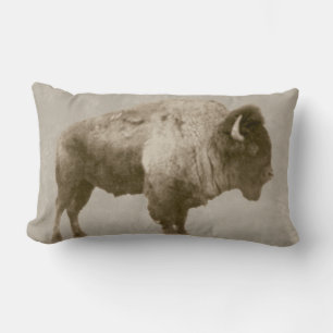 American Bison Lumbarkudde