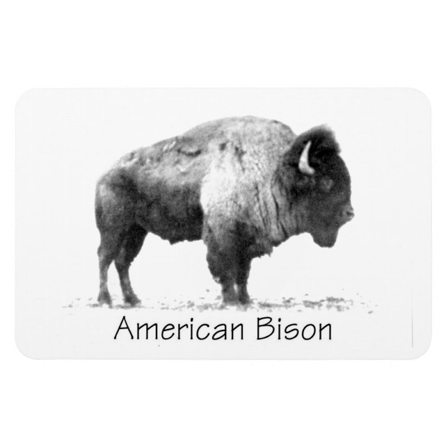 American Bison Magnet (Horisontell)