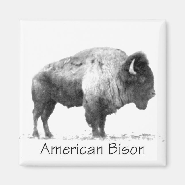 American Bison Magnet (Framsidan)