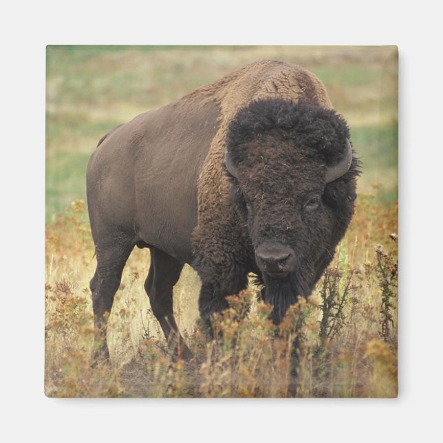 American Bison Magnet (Framsidan)
