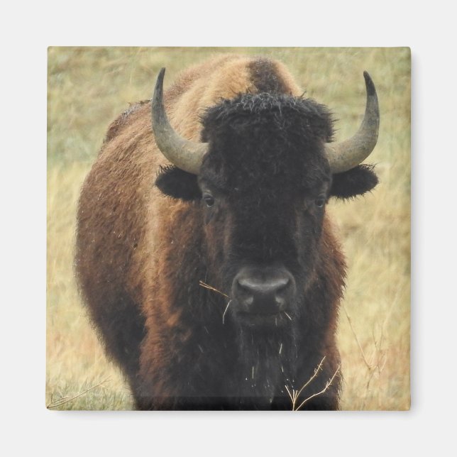 American Bison Magnet (Framsidan)