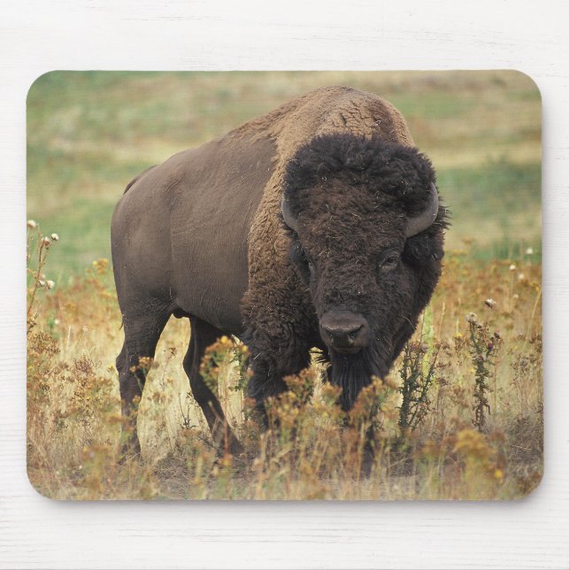 American bison musmatta (Framsidan)