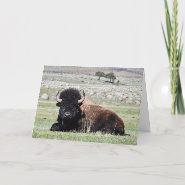 American Bison Notecard Kort (Framsida)