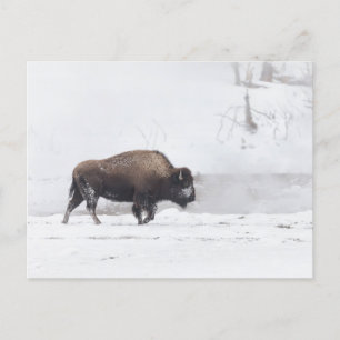 American Bison på en Steaming Pond Vykort