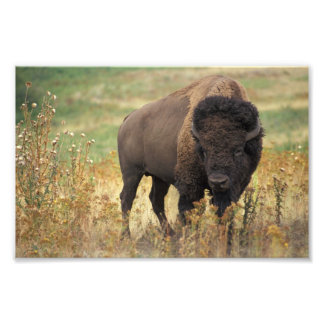 American Bison Photo Print Fototryck