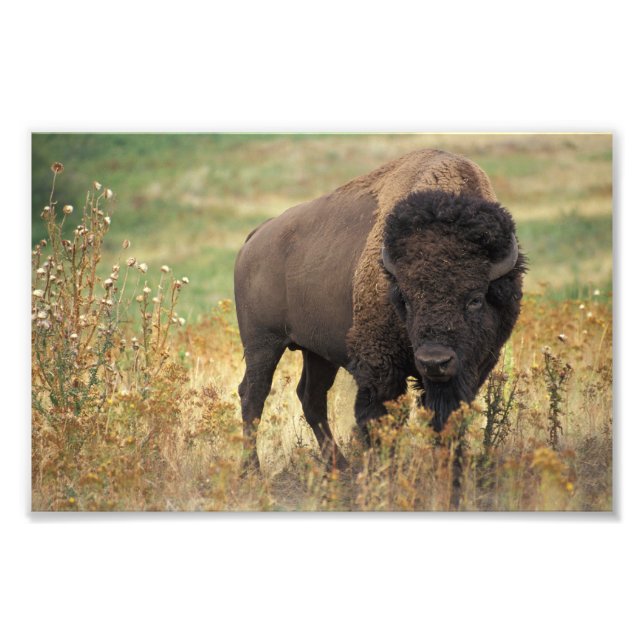 American Bison Photo Print Fototryck (Framsidan)