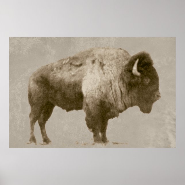 American Bison Poster (Framsidan)