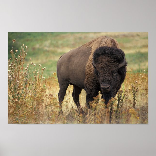 American Bison Poster (Framsidan)