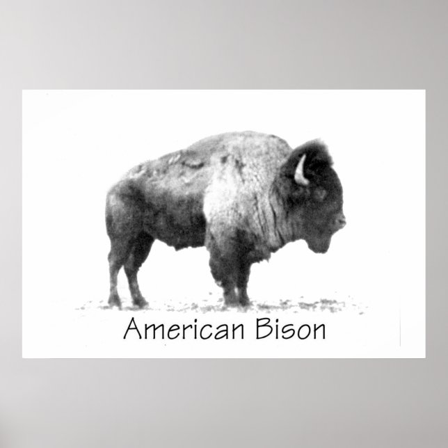 American Bison Poster (Framsidan)