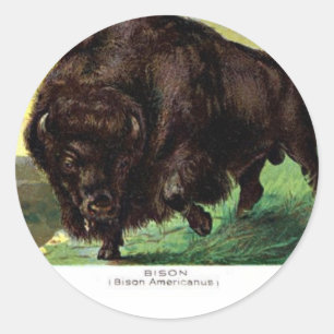 American Bison Runt Klistermärke