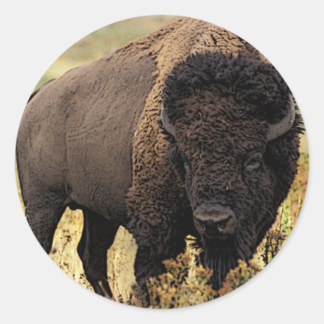 American Bison Runt Klistermärke (Framsida)