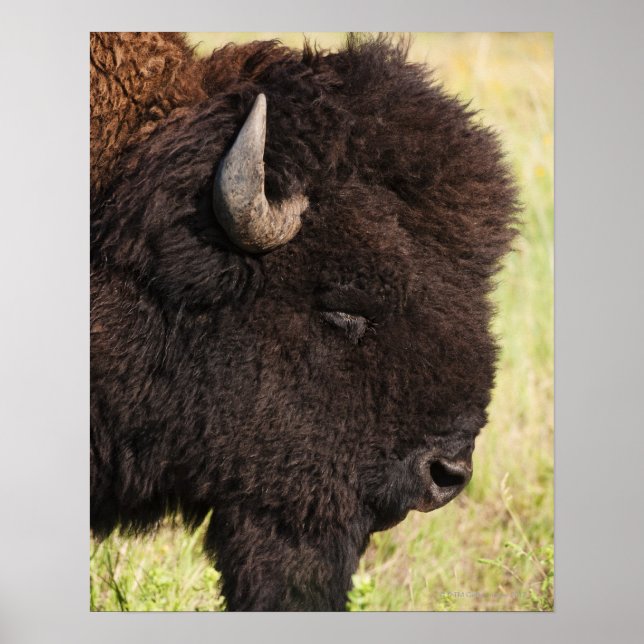 American Bison, South Dakota Poster (Framsidan)