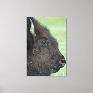 American Bison Up Close - Wildlife Photography Canvastryck