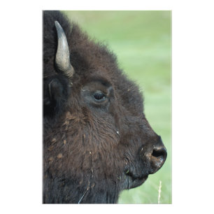 American Bison Up Close - Wildlife Photography Fototryck