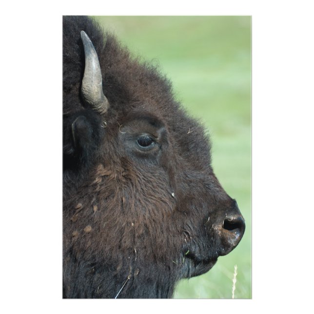 American Bison Up Close - Wildlife Photography Fototryck (Framsidan)