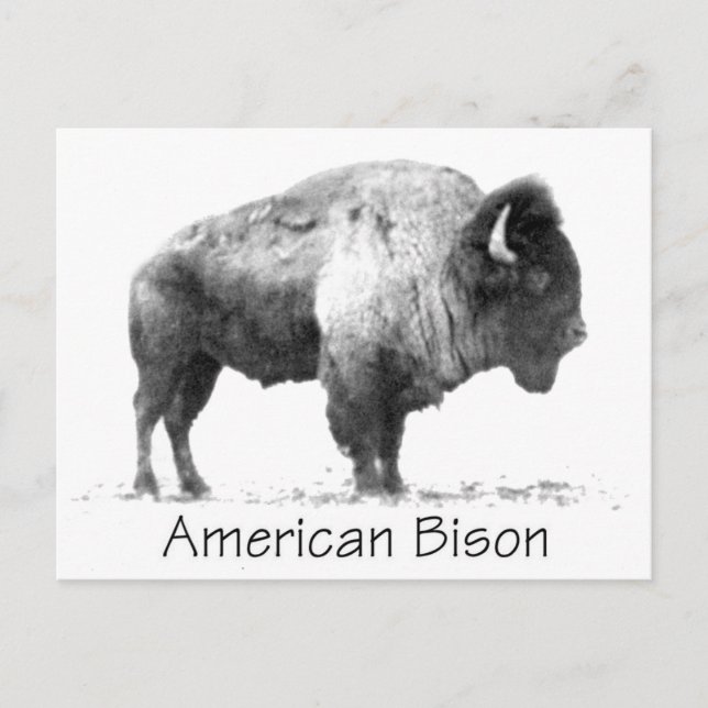 American Bison Vykort (Framsida)