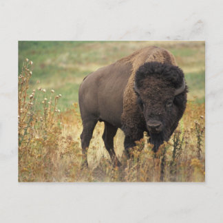 American Bison vykort