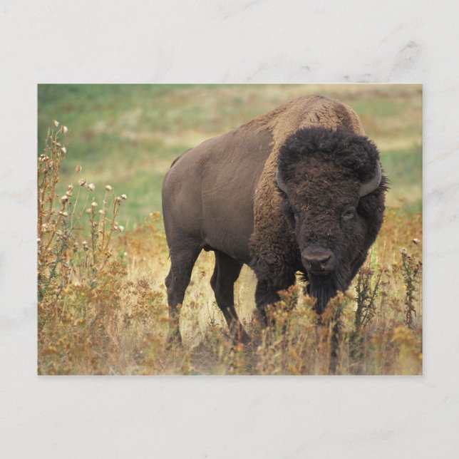 American Bison vykort (Framsida)