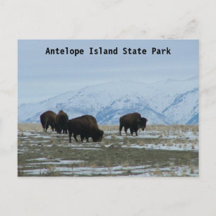 American Bison Vykort
