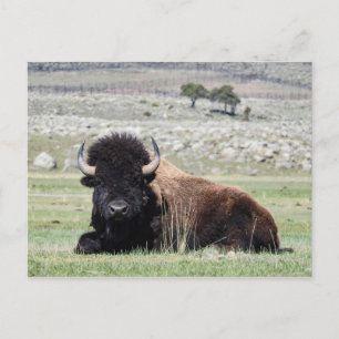 American Bison vykort