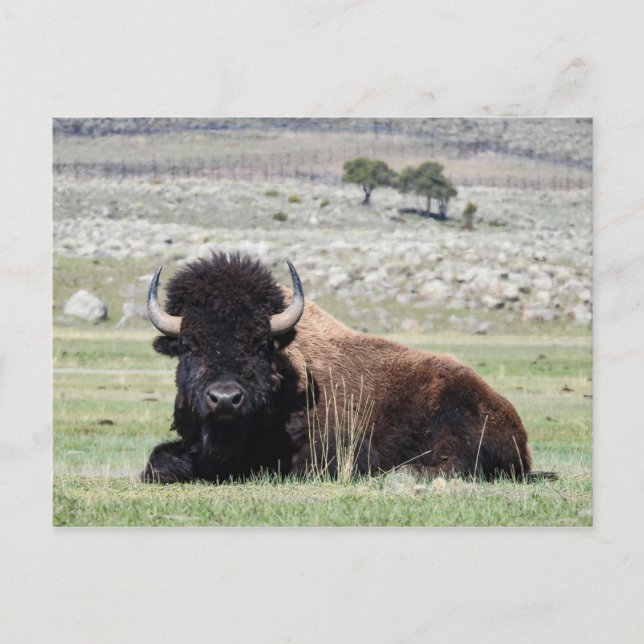 American Bison vykort (Framsida)