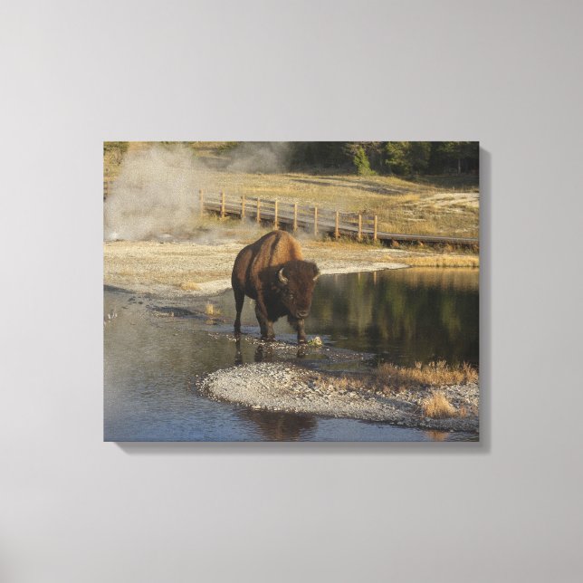 American Bison Yellowstone Wildlife Photography Canvastryck (Framsida)