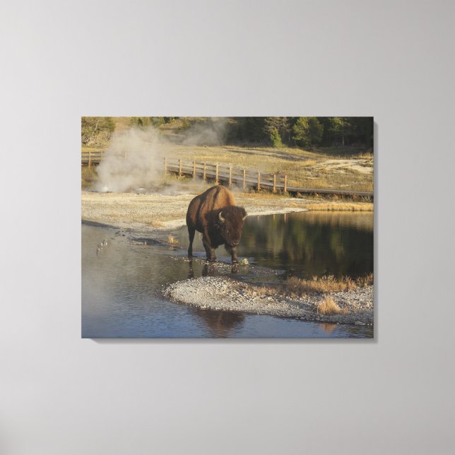 American Bison Yellowstone Wildlife Photography Canvastryck (Framsida)