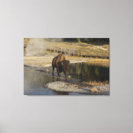 American Bison Yellowstone Wildlife Photography Canvastryck
