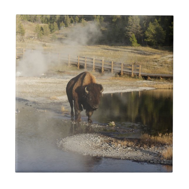 American Bison Yellowstone Wildlife Photography Kakelplatta (Framsidan)