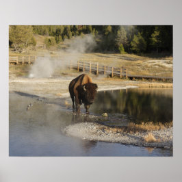 American Bison Yellowstone Wildlife Photography Poster