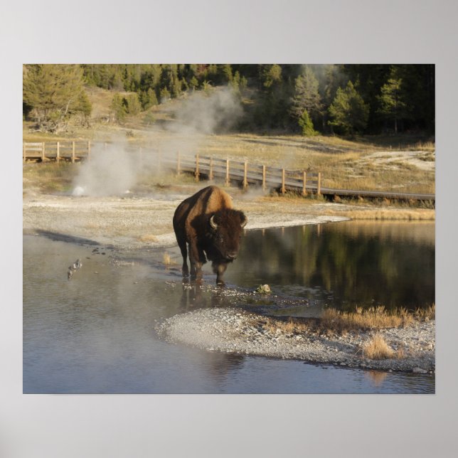 American Bison Yellowstone Wildlife Photography Poster (Framsidan)