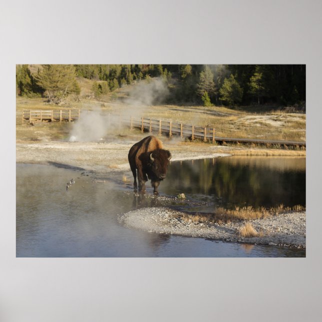 American Bison Yellowstone Wildlife Photography Poster (Framsidan)