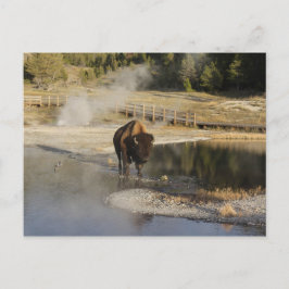 American Bison Yellowstone Wildlife Photography Vykort