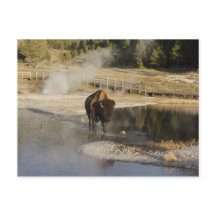American Bison Yellowstone Wildlife Photography