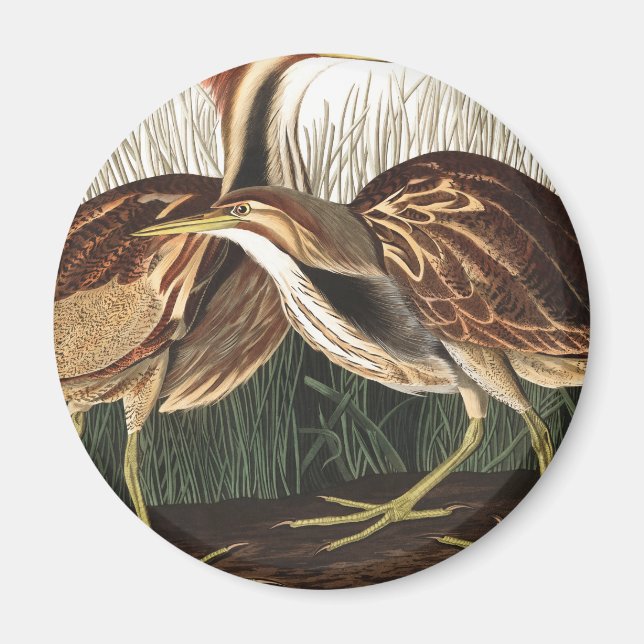 American Bittern av John James Audubon Magnet (Framsidan)