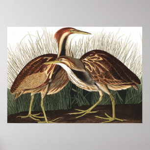 American Bittern av John James Audubon Poster