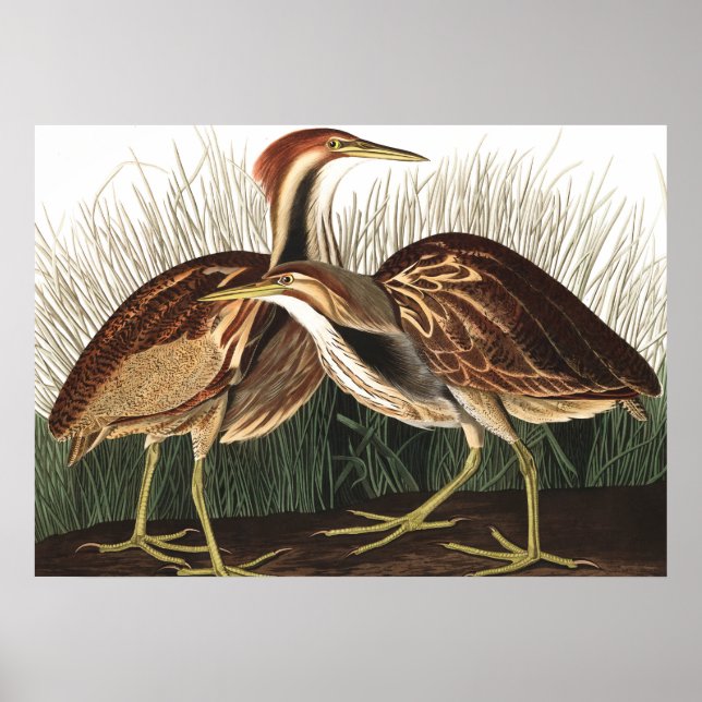 American Bittern av John James Audubon Poster (Framsidan)