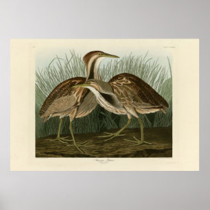 American Bittern - från Audubon's Birds of America Poster