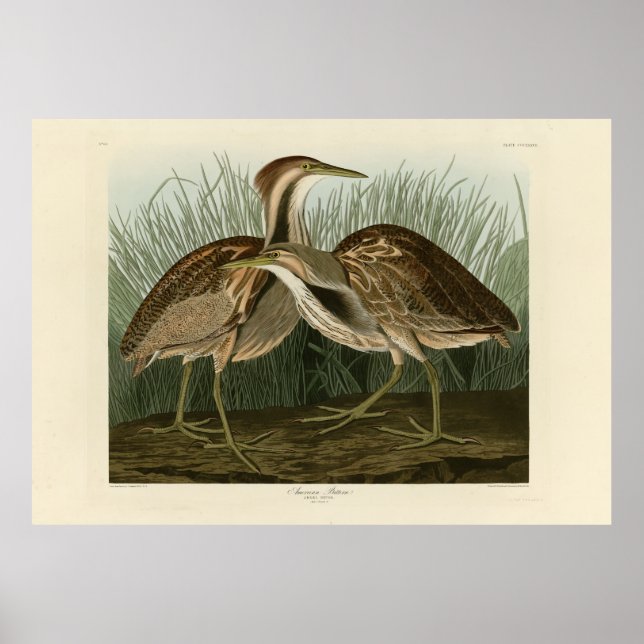 American Bittern - från Audubon's Birds of America Poster (Framsidan)
