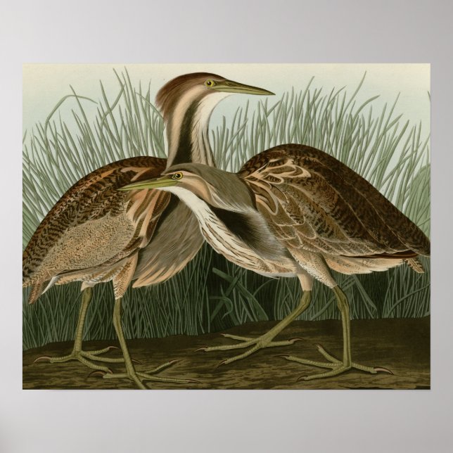 American Bittern Poster (Framsidan)