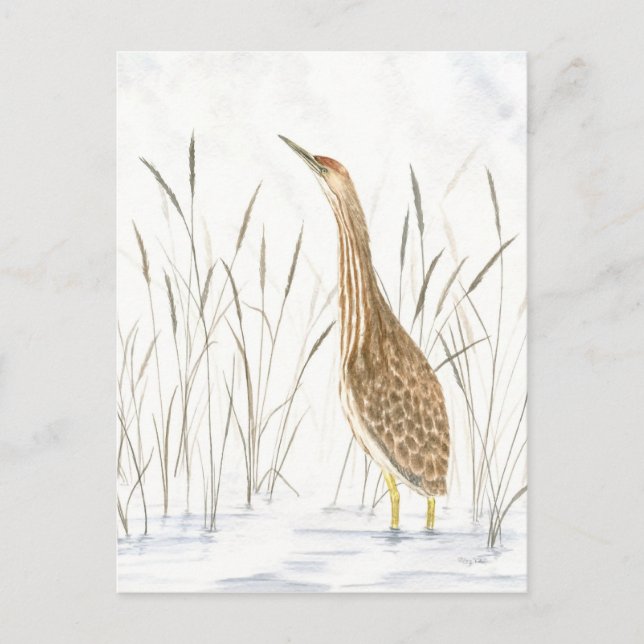 American Bittern vykort (Framsida)