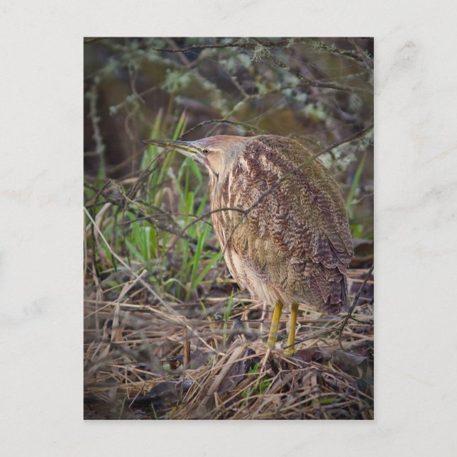 American Bittern Vykort (Framsida)