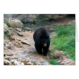 American Black Bear Hälsningskort
