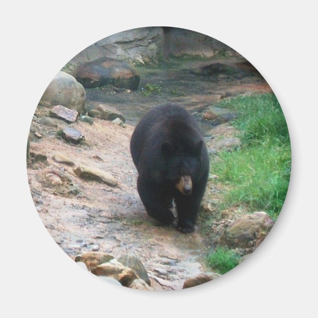 American Black Bear Magnet (Framsidan)