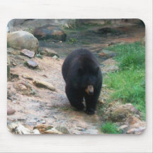 American Black Bear