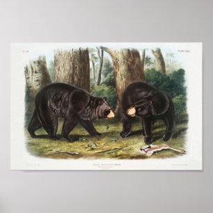 American Black Bear of North America (1845) Poster