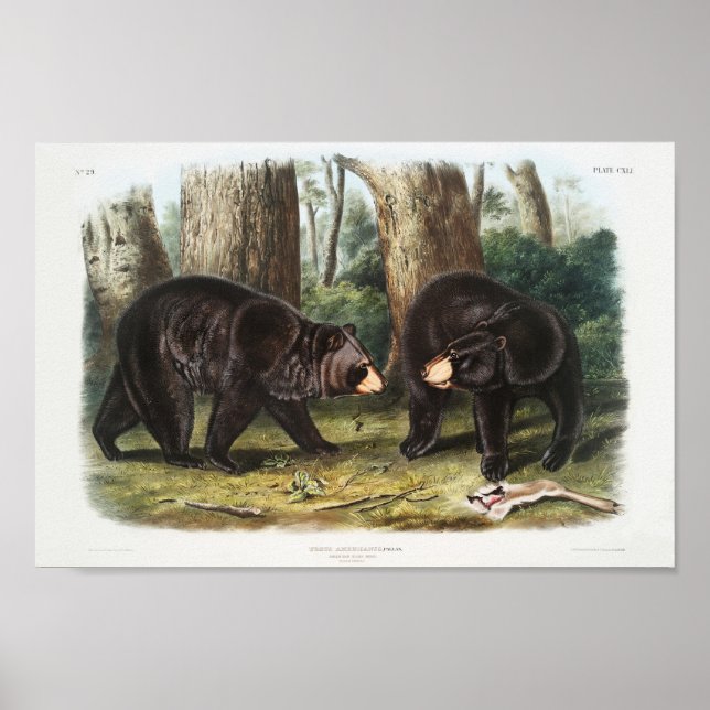 American Black Bear of North America (1845) Poster (Framsidan)